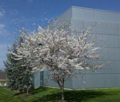 Cherry Blossom Tree - Photo Credit - Bill Schroder
