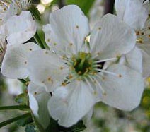 Yoshino Cherry Tree