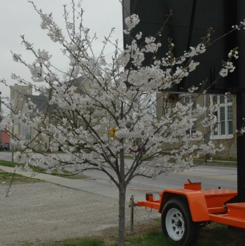 Yoshino Cherry Tree planted in honor of Ruth Scott